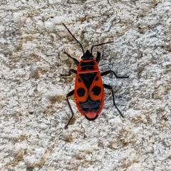 Pyrrhocoris apterus