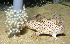 Spotted Handfish photo 2