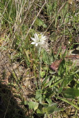 Ornithogalum concinnum