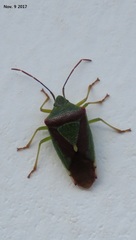 Acanthosoma spinicolle
