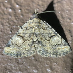 Toxonprucha repentis