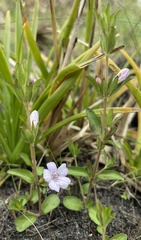 Dyschoriste angusta