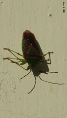 Acanthosoma spinicolle