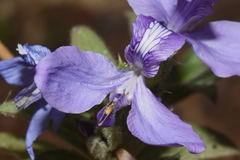 Tetramerium glutinosum