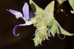 Tetramerium glutinosum