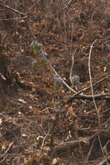 Tetramerium glutinosum