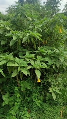 Brugmansia sanguinea