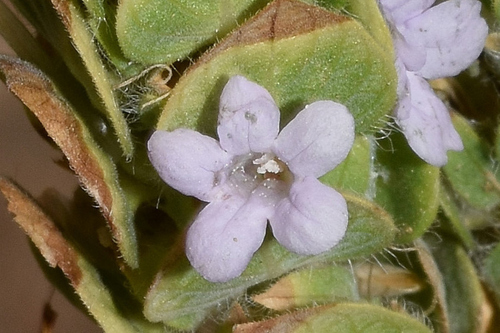 Ruellia blechum
