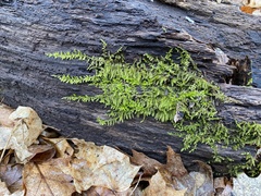 Drummondia prorepens