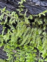 Drummondia prorepens