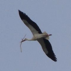 Ciconia ciconia