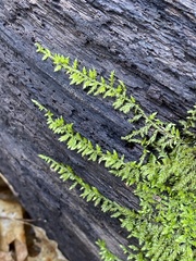 Drummondia prorepens