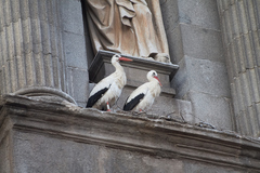 Ciconia ciconia