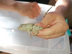 Sceloporus lundelli gaigeae