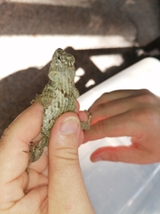 Sceloporus lundelli gaigeae