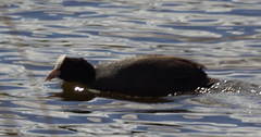 Fulica atra