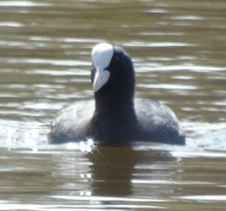 Fulica atra