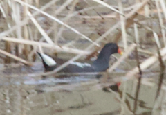 Gallinula chloropus