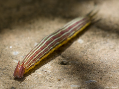 Opsiphanes invirae