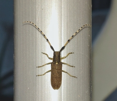 Agapanthia annularis
