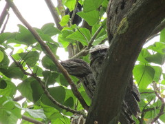 Podargus strigoides brachypterus