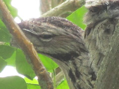 Podargus strigoides brachypterus