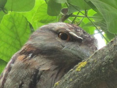 Podargus strigoides brachypterus