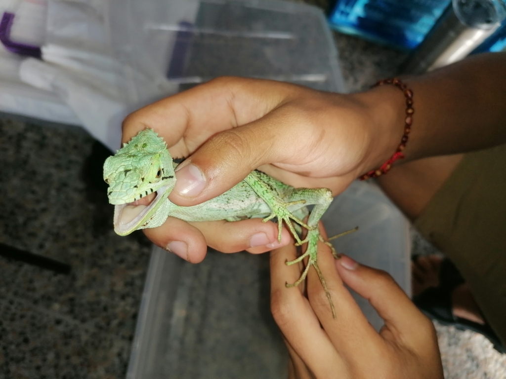 Laemanctus serratus alticoronatus from Rio Secreto nature reserve on ...