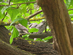 Podargus strigoides brachypterus