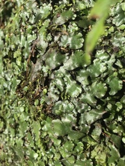 Marchantia foliacea