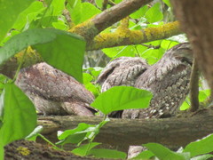 Podargus strigoides brachypterus