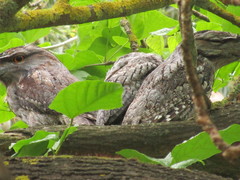 Podargus strigoides brachypterus