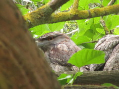 Podargus strigoides brachypterus
