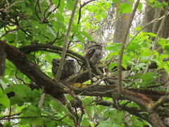 Podargus strigoides brachypterus