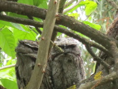 Podargus strigoides brachypterus