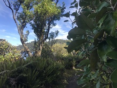 Brachyglottis rotundifolia