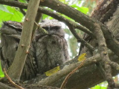 Podargus strigoides brachypterus