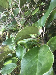 Brachyglottis rotundifolia