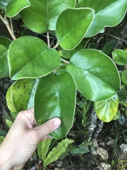 Brachyglottis rotundifolia