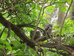 Podargus strigoides brachypterus