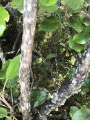 Brachyglottis rotundifolia