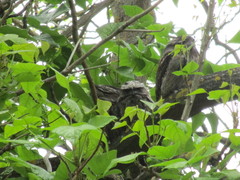 Podargus strigoides brachypterus