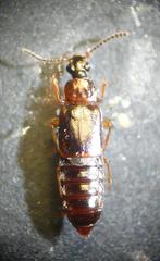 Omalium laeviusculum