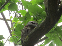 Podargus strigoides brachypterus