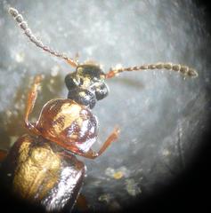 Omalium laeviusculum