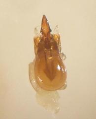 Omalium laeviusculum