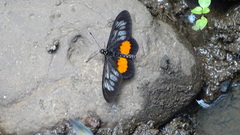 Acraea peneleos