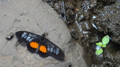 Acraea peneleos