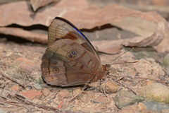 Eunica eurota