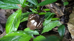 Aterica galene incisa